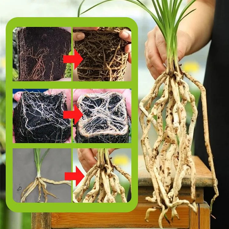 Rapid Strong Rooting Fertilizer ( Buy 1 Get 1 Free  )
