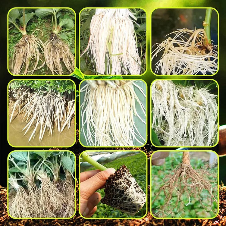Rapid Strong Rooting Fertilizer ( Buy 1 Get 1 Free  )