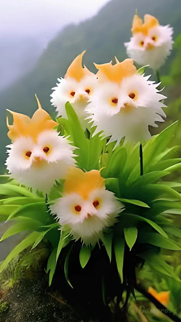 đ„Novel Plants! Dazzling Cat's Eye Seeds