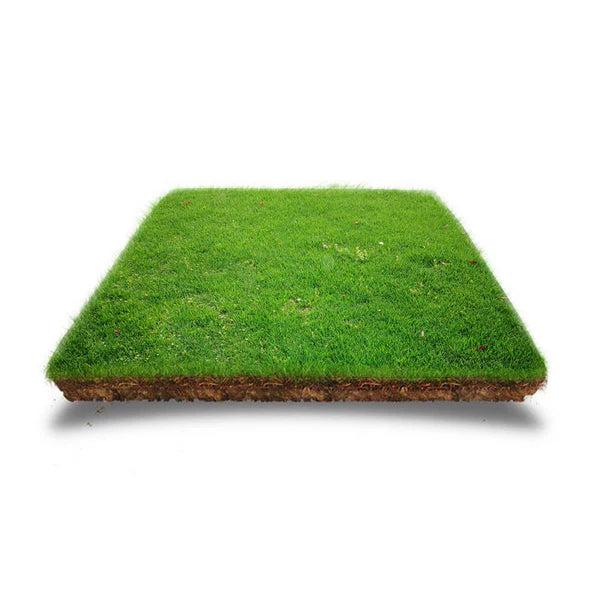 ⛳Grass Seeds for Lawn and Golf Course