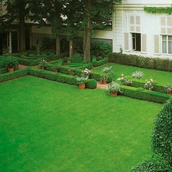 ⛳Grass Seeds for Lawn and Golf Course