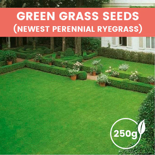 ⛳Grass Seeds for Lawn and Golf Course