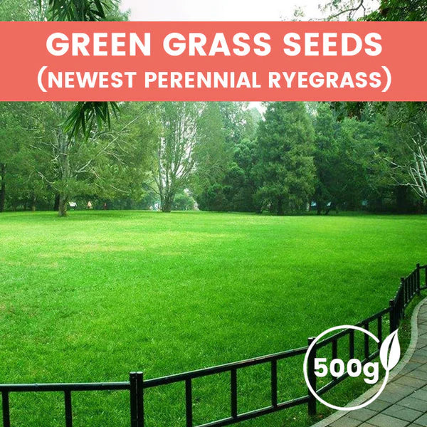 ⛳Grass Seeds for Lawn and Golf Course