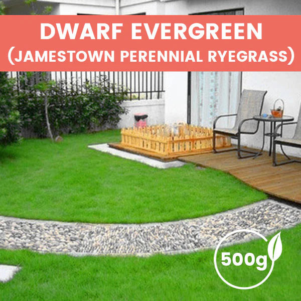 ⛳Grass Seeds for Lawn and Golf Course