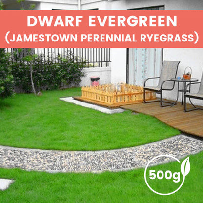 ⛳Grass Seeds for Lawn and Golf Course