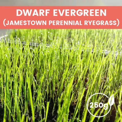 ⛳Grass Seeds for Lawn and Golf Course